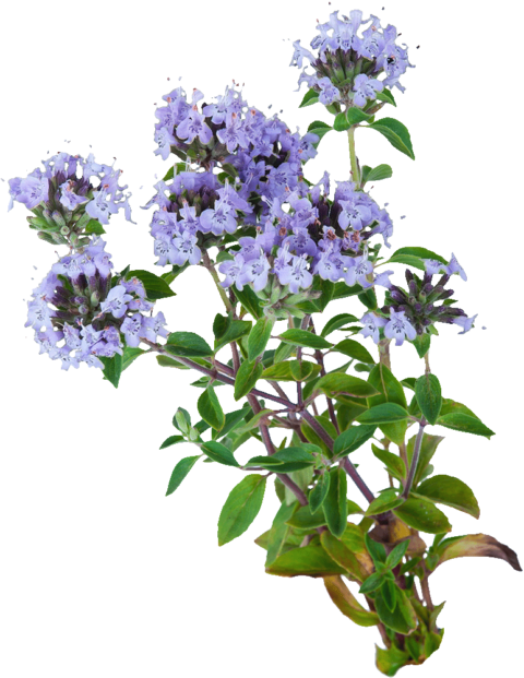 Thyme plant with blossoms. Image of medicinal herbal plant Thyme.